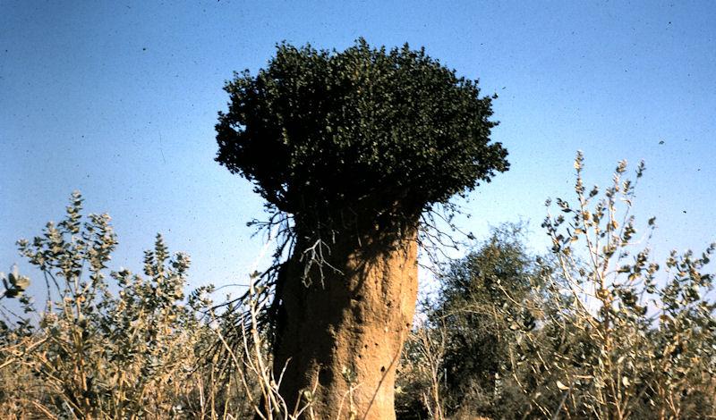 eritreananthill.jpg